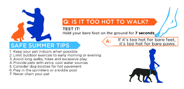 Pet Sun Safety